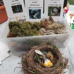 Birdnest and basket of moss