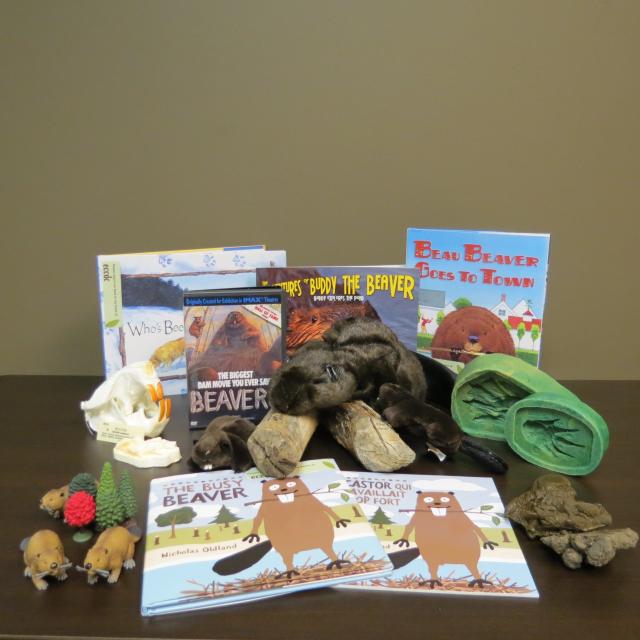 Animal Friends: Habits and Habitats of Beavers