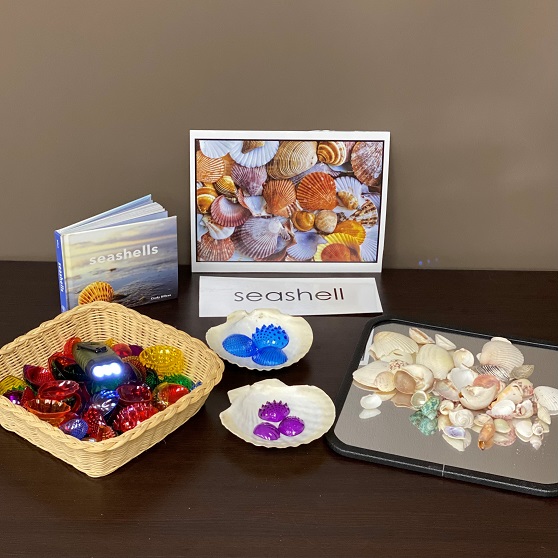 Mastering Math Collection: Sorting & Classifying with Natural and Synthetic Shells 